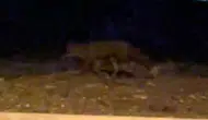 Eskişehir Sokaklarında Gece Sürprizi: Tilki Kamerada