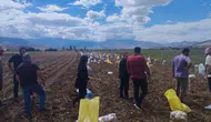 Erzincan Tercan'da kışlık patates mesaisi: Toprak bereketiyle buluştu