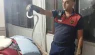 Hatay'da yerleşim alanlarına giren yılanlar itfaiye ekiplerince kurtarıldı