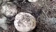 Andırın'da sonbahar bereketi: Dağlar mantar toplamak isteyenlerle doldu