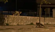 Erzincan'da yaban hayatı şehre indi: Stadyum çevresinde tilki, köylerde ayı hareketliliği