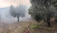 Erdek'te zeytinlik içindeki müstakil ev alevlere teslim oldu