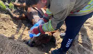 Antakya'da kuyuya düşen at için seferberlik: Ekipler saatler süren çalışmayla kurtardı