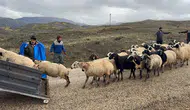 Erzincan yaylalarında tulum peyniri mesaisi bitti: Üreticiler dönüş yolunda halay çekti
