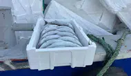 Palamutta bolluk yaşanırken ambalaj maliyeti balığı üçe katladı