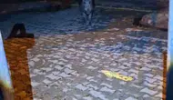 Tunceli'de bahçe kapısına dayanan yaban domuzu dehşeti kamerada