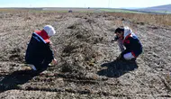 Bayburt'ta fasulye hasadında verim yüzleri güldürdü