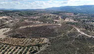Çanakkale’de yangın yaraları sarılıyor: Küllerin arasından yeşil filizler yükseliyor