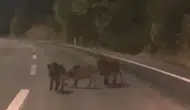 Andırın çevre yolunda gece yarısı beklenmedik misafirler: Domuz sürüsü trafiği kesti