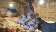 Çorum'un Üyük Sarımsağı artık tescilli bir marka