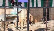 Germencik Belediyesi'nden can dostlar için sıcak yuva çağrısı