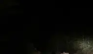 Soğucak Yaylası'nda mantar ararken karşılarına çıkan ayı ailesi şaşkınlık yarattı