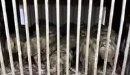 Van'da yasa dışı avcılığa ağır fatura: 27 keklik kurtarıldı, 211 bin lira ceza kesildi