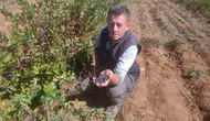 Eskişehir’de “Süper Meyve” Aronyaya İlgi Artıyor