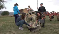 İtalyan Uzmanlar Türk Çoban Köpeklerini İnceledi