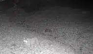 Tunceli'nin sessiz sakin avcısı fotokapana yakalandı: Vaşak gece yürüyüşünde