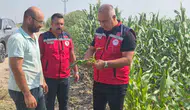 Antakya'da mısır hasadı tarlada denetimle sürüyor: Müdür Türkmen üreticiyle buluştu