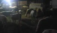 Jandarmanın dronu 50 koyunu 4 kilometre ötede buldu