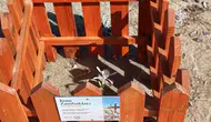 Ayvalık Badavut Sahili’nde kum zambaklarına ahşap koruma kalkanı