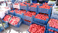 Erzincan pazarında kışlık telaş: Salçalık ürünlerde fiyatlar sabitlendi