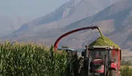 Erzincan Belediyesi tarımsal üretimde kendi hasadını topluyor