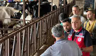Hatay hayvancılığında yeni dönem: Hastalıktan ari işletmeler için kritik bilgilendirme