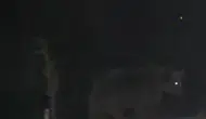 Pülümür ilçe merkezine kadar inen ayılar kameralara yansıdı