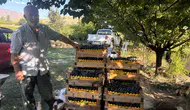 Erzincan'ın asırlık bağlarında Cimin Üzümü bereketi: Hasat başladı