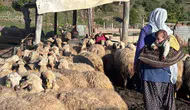 Şavak aşiretinin asırlık göç yolculuğu: 2 bin 500 rakımda zorlu yaşam