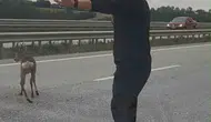 Samsun-Ankara kara yolunda yaralı geyiğe duyarlı müdahale
