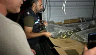 Bitlis'in su kaynaklarına 1.4 milyon yavru sazan takviyesi yapıldı