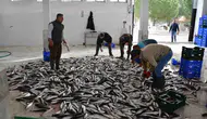 Muğla ekonomisinin dış ticaret gücü su ürünleri ve madencilikle yükseliyor