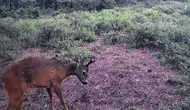 Ganos Dağları'nın gizli sakinleri fotokapanlara yansıdı