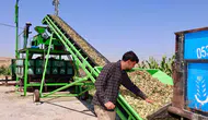 Kahta'da badem sezonu açıldı: Üreticinin emeği tarlada değer buluyor