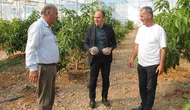 Erzin'de tropikal tarım hamlesi: Avokado ve mango üretimi yerinde incelendi
