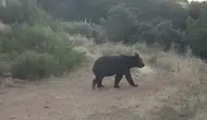 Çankırı ormanlarında yaban hayatı fotokapanla kayıt altına alındı