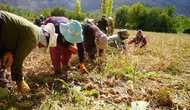 Erzincan tarımında 170 milyon liralık dev hibe hamlesi