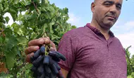 Sarıgöl bağlarında yeni dönem: Sweet Sapphire üzümü ilk hasadıyla üreticinin radarına girdi