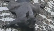 Tunceli Pülümür'ün ormanlarında nadir rastlanan kara sincap objektiflere yansıdı