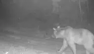Çankırı ormanlarında yaban hayatı fotokapanlara yansıdı