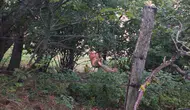 Erfelek'te tellere sıkışan sincabın imdadına ekipler yetişti