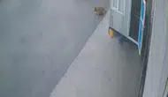 Afyonkarahisar'da vicdansız sürücü köpeğe çarpıp olay yerinden kaçtı