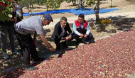 Denizli Güney'de Antep fıstığı bereketi: Karaağaçlı'da ilk hasat heyecanı yaşandı