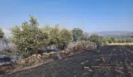 Hassa'da zeytinlikleri tehdit eden yangın büyümeden durduruldu