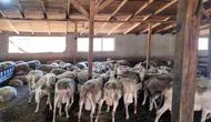 Ahırdan modern tesise uzanan yolculuk: Lacaune koyunlarıyla süt üretiminde yeni dönem