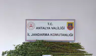 Serik'te jandarma operasyonu: Ev ve arazide kenevir baskını