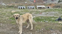 Eskişehir’de Sahipsiz Köpekler Bu Yuvalarda Hayata Tutunuyor