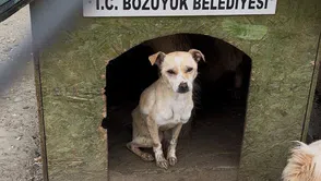 Bozüyük Hayvan Barınağı Skandalı: Açlık ve İhmal