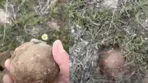 Toprağın Altından Servet Çıktı! Eskişehir’de Kilosu 2 Bin TL’yi Buldu
