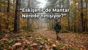 Eskişehir’de Mantar Nerede Yetişiyor? Ormana Gidecekler Dikkat